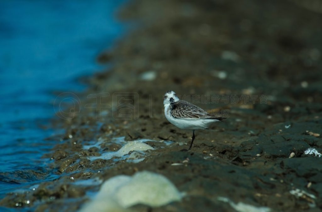 ̩Ȼе (Calidris pygmaea)