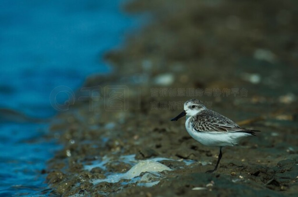 ̩Ȼе (Calidris pygmaea)