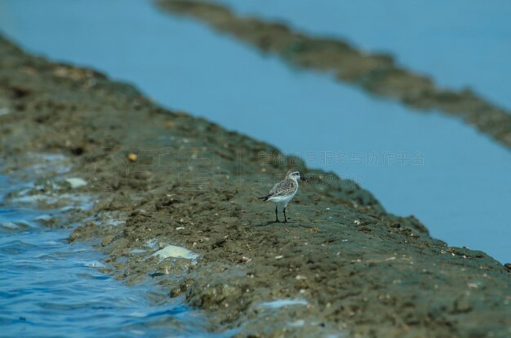 ̩Ȼе (Calidris pygmaea)