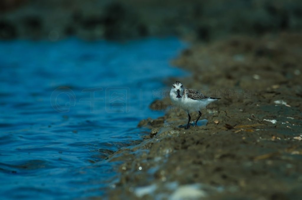 ̩Ȼе (Calidris pygmaea)