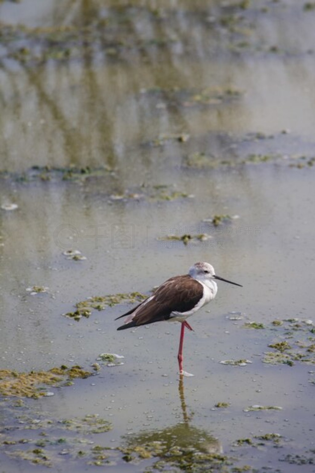 ˮϵĺڳ᳤ (Himantopus himantopus)