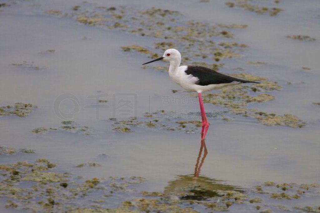 ˮϵĺڳ᳤ (Himantopus himantopus)