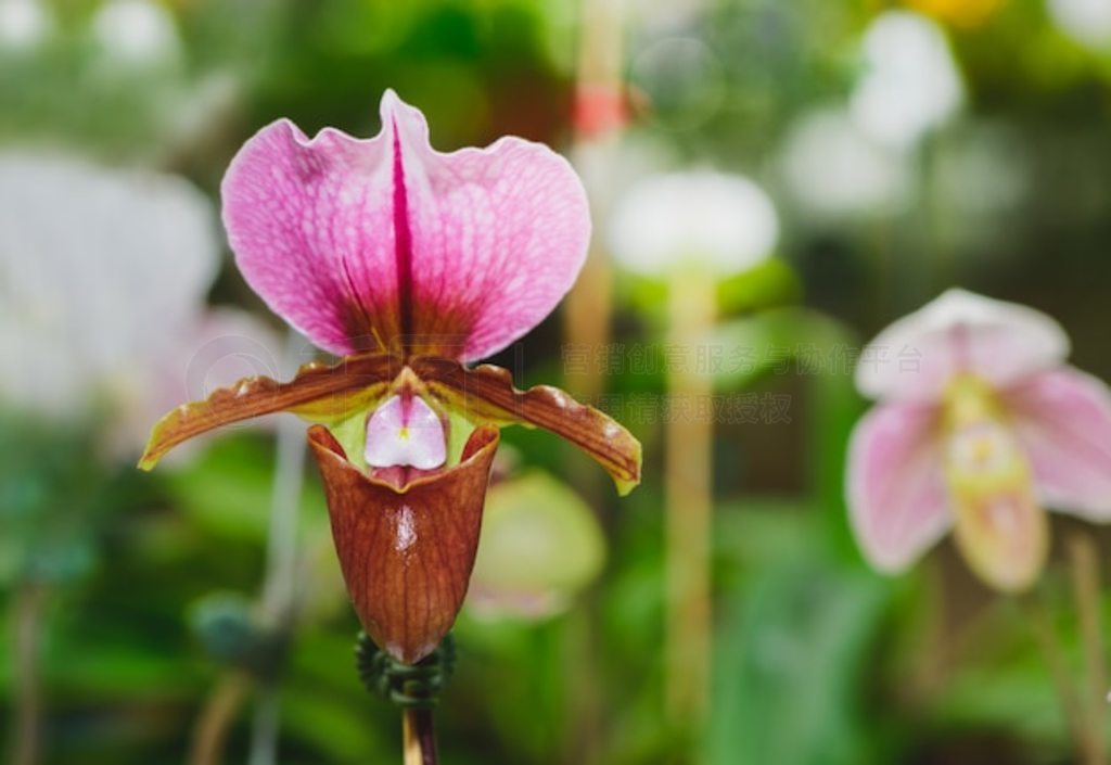 ŮʿЬCypripedioideae Paphiopedilum