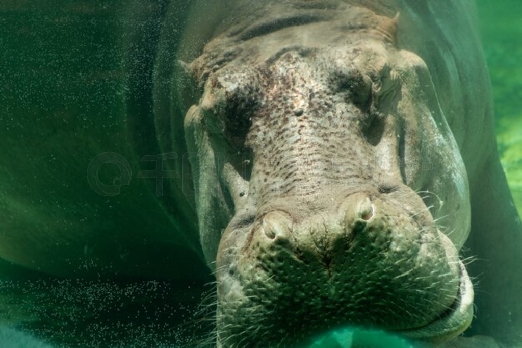 Hippopotamus amphibius˯ˮ¡