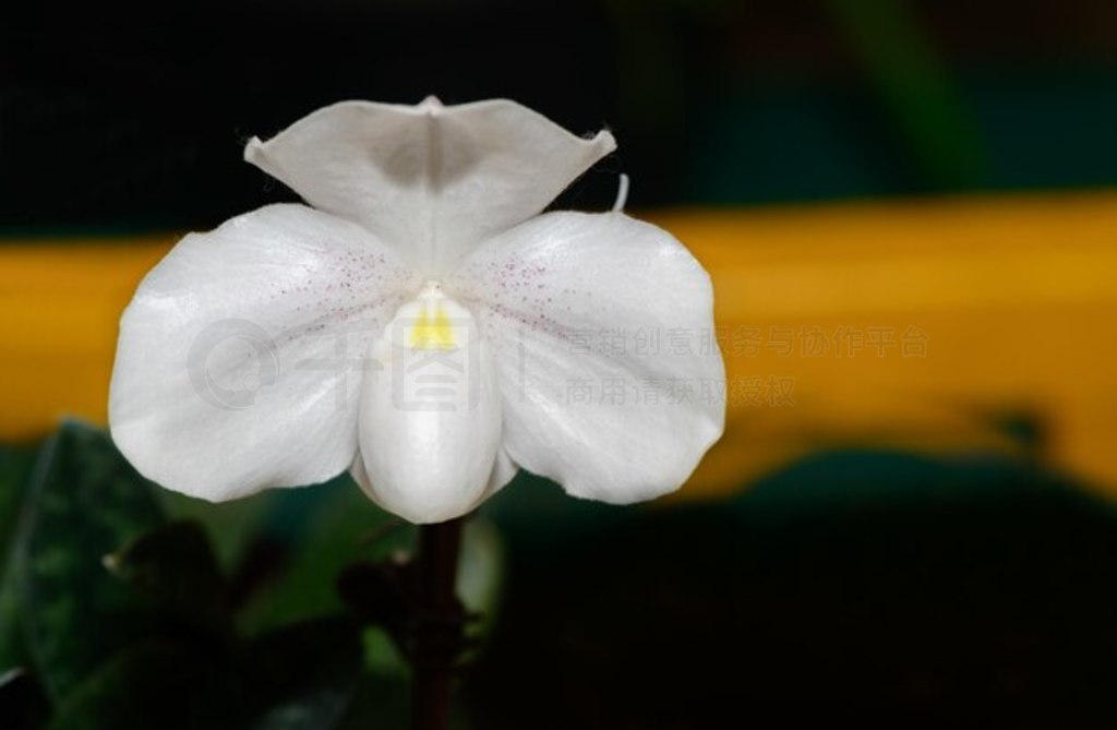 ŮʿЬCypripedioideae Paphiopedilum