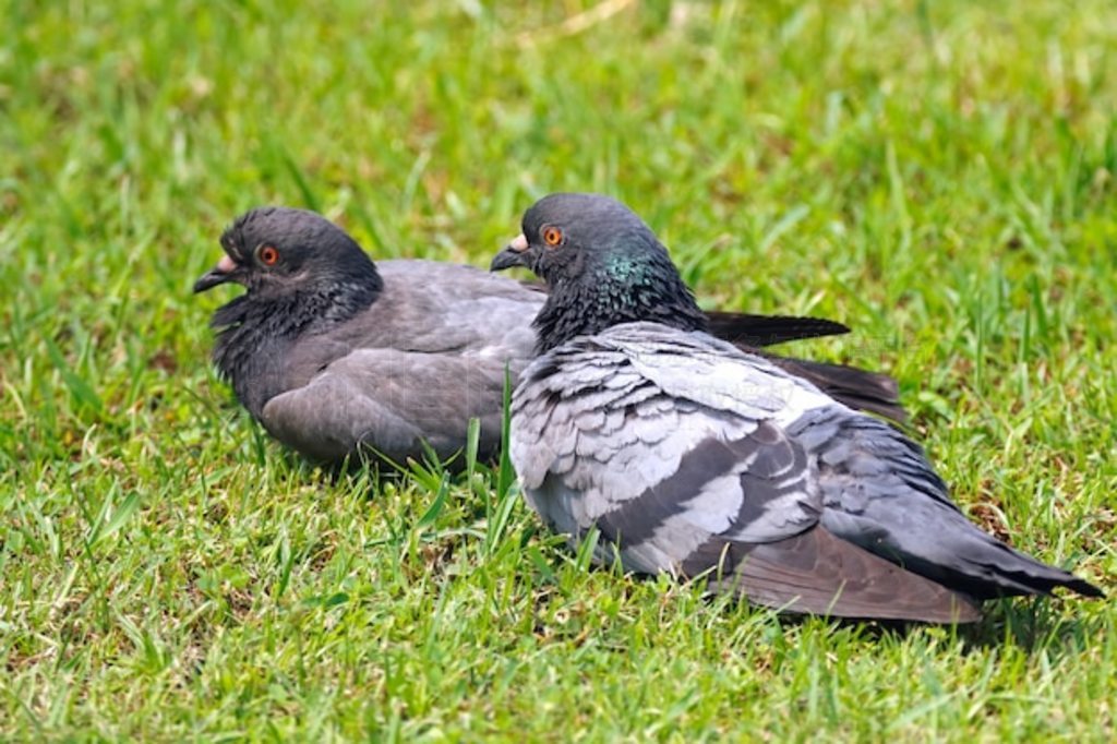 Ҹ Ҹ Columba livia ̩