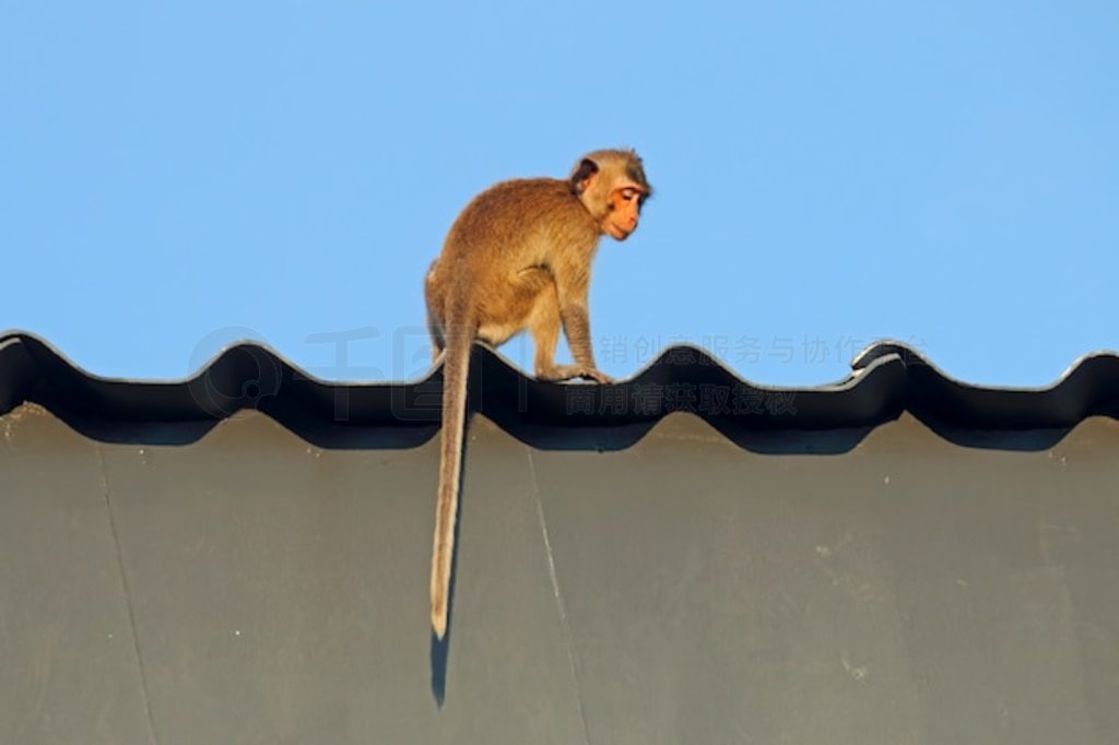 ݶϵĳβ⨺ Macaca fasciulousis