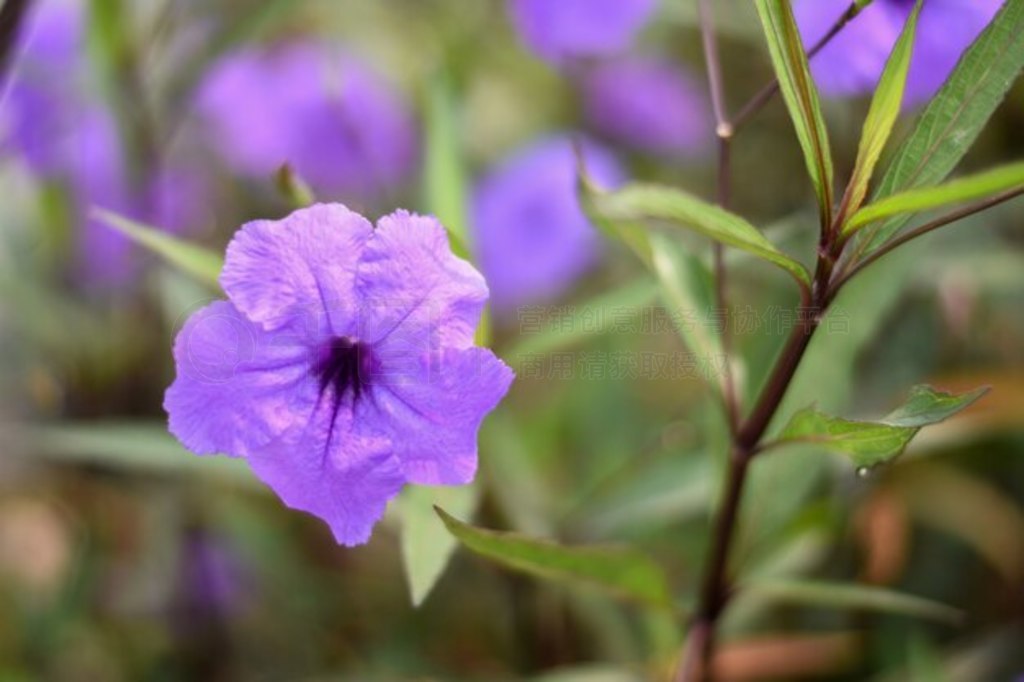 Ruellia tuberosa ɫ䣬ҶȻ