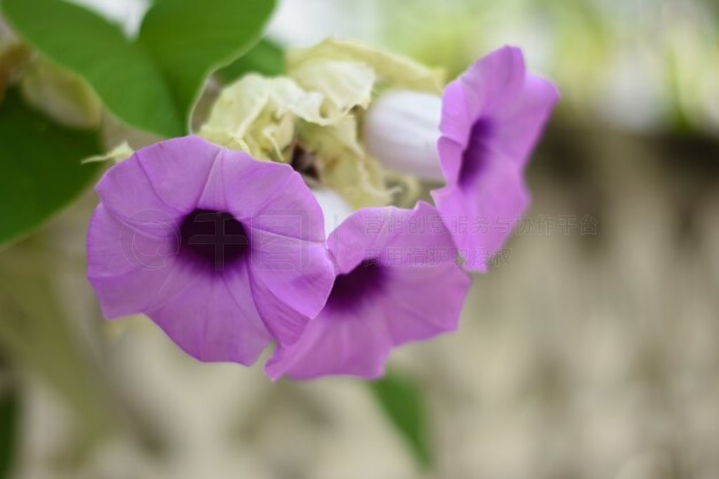 ɫ Ruellia tuberosa ʢRuellia Tuberosa ڻ԰