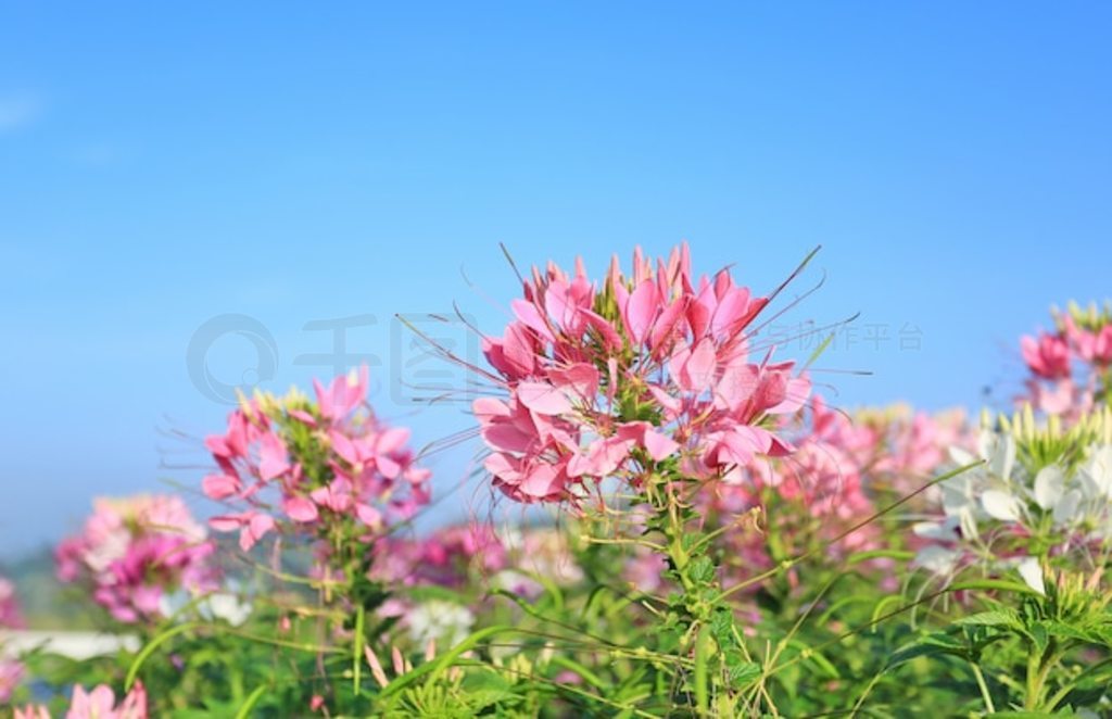 ķۺɫ֩뻨Cleome spinosaļ԰ɽɫ s