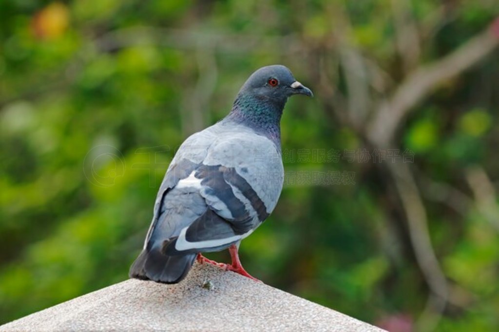 Ҹ Ҹ Columba livia ̩