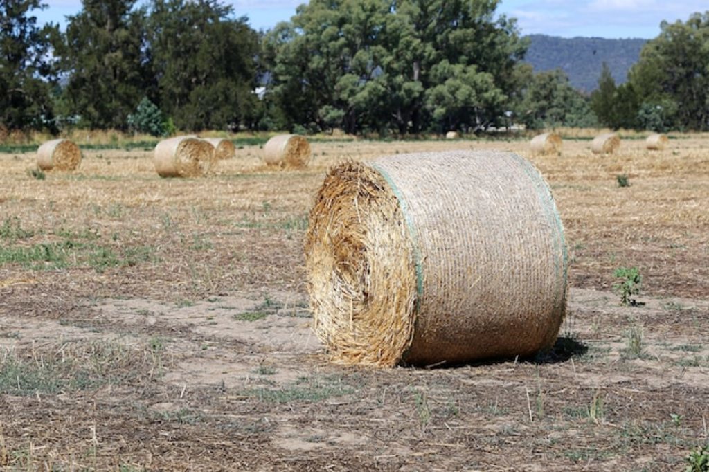 Ĵϵ Hayrolls