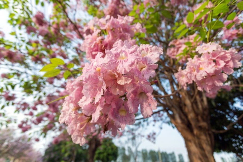 ۺɫTabebuia Rosea