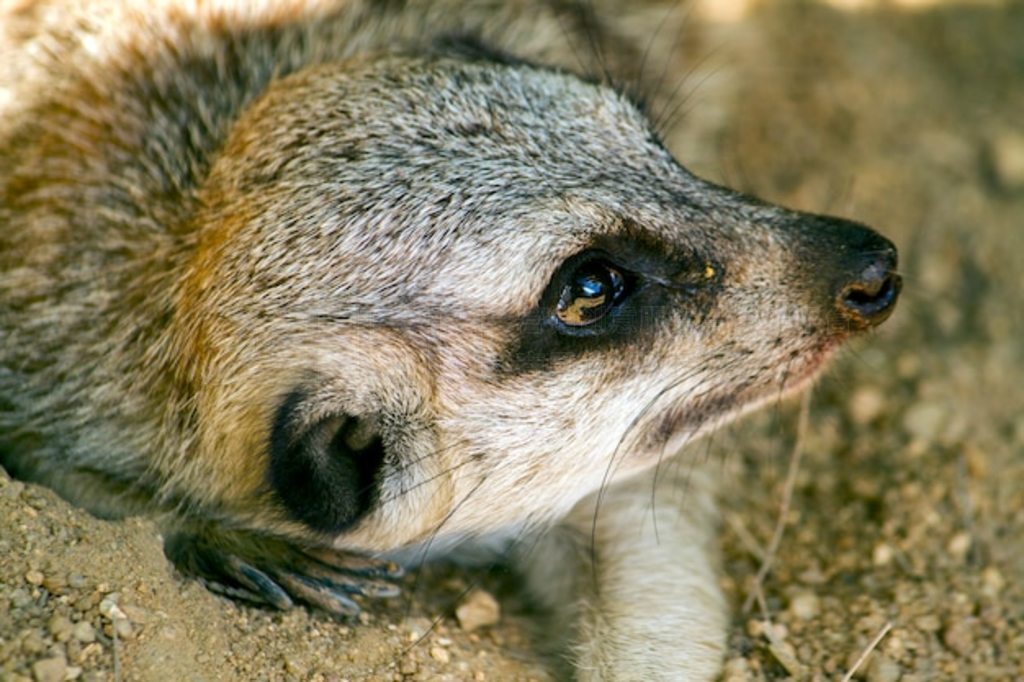 Сè￨ (Suricata suricatta) дͼ