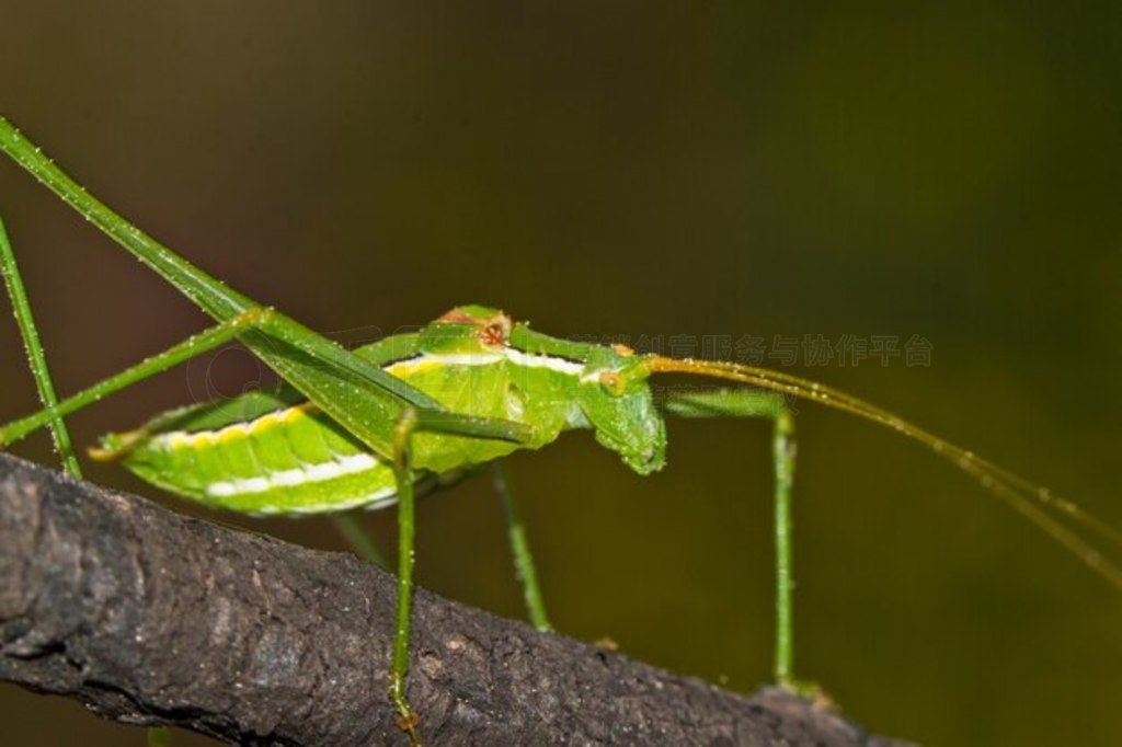 죨phaneroptera falcata