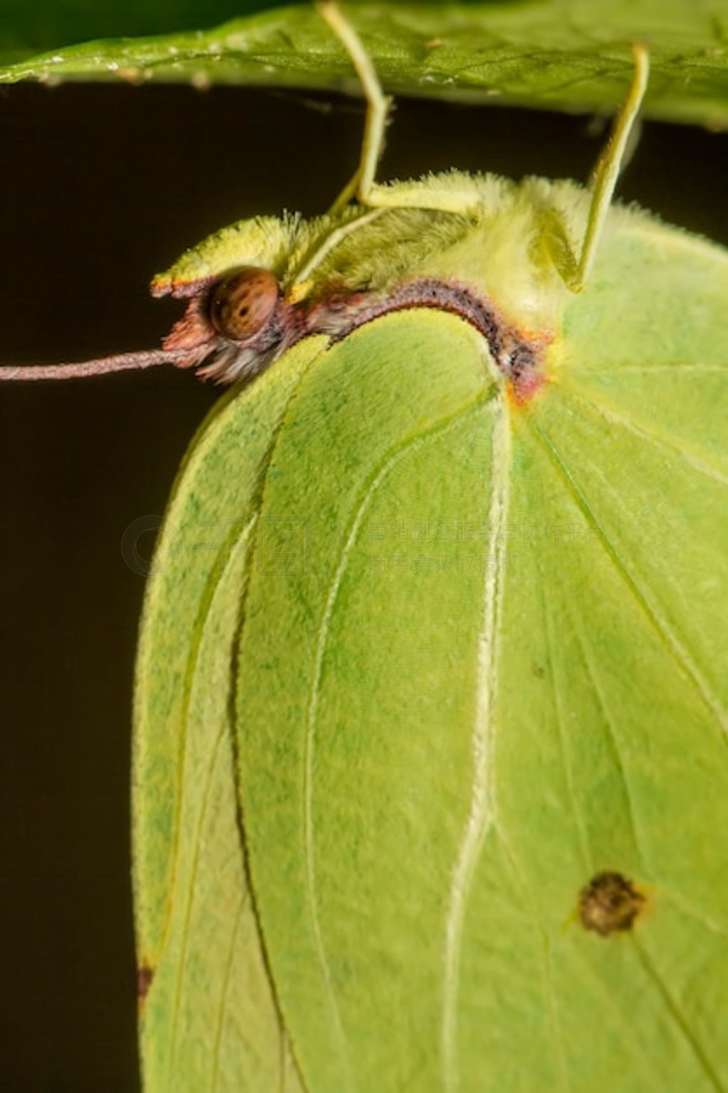  Gonepteryx cleopatra дͼ