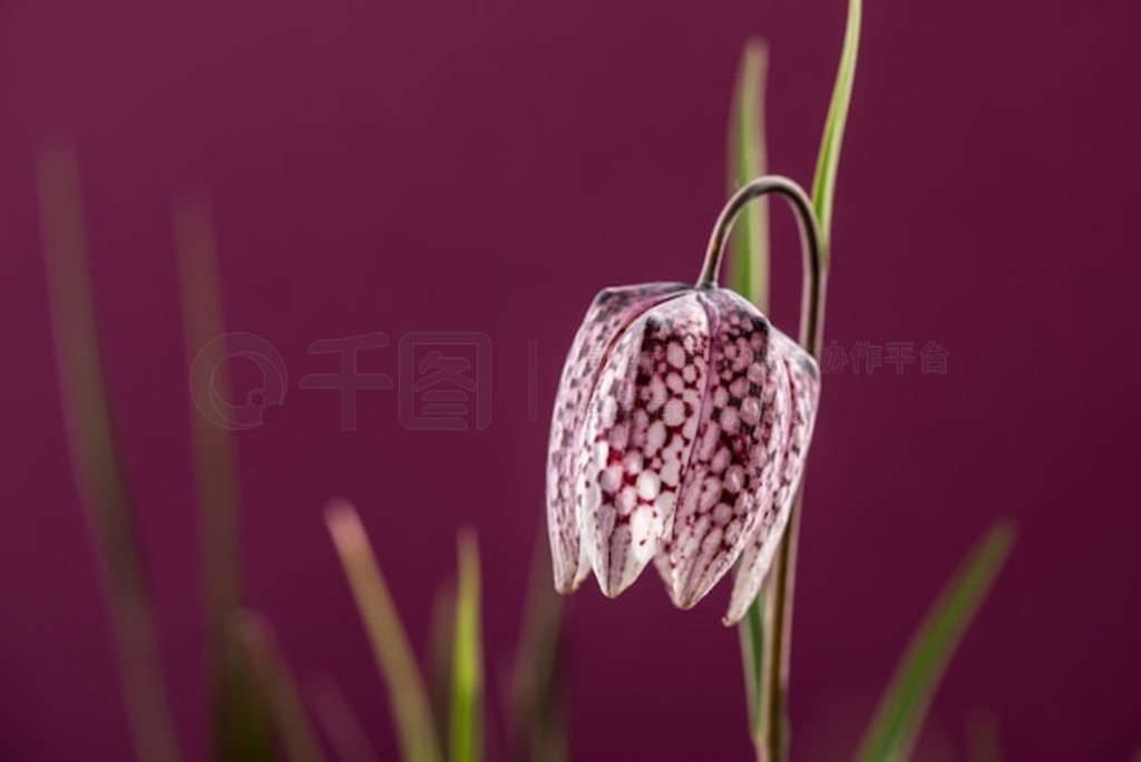 紺廨ںˮݵ顣ͷĸ (Fritillaria meleagris)