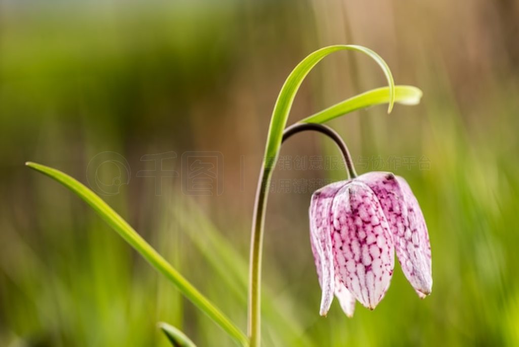 紺廨ںˮݵ顣ͷĸ (Fritillaria meleagris)