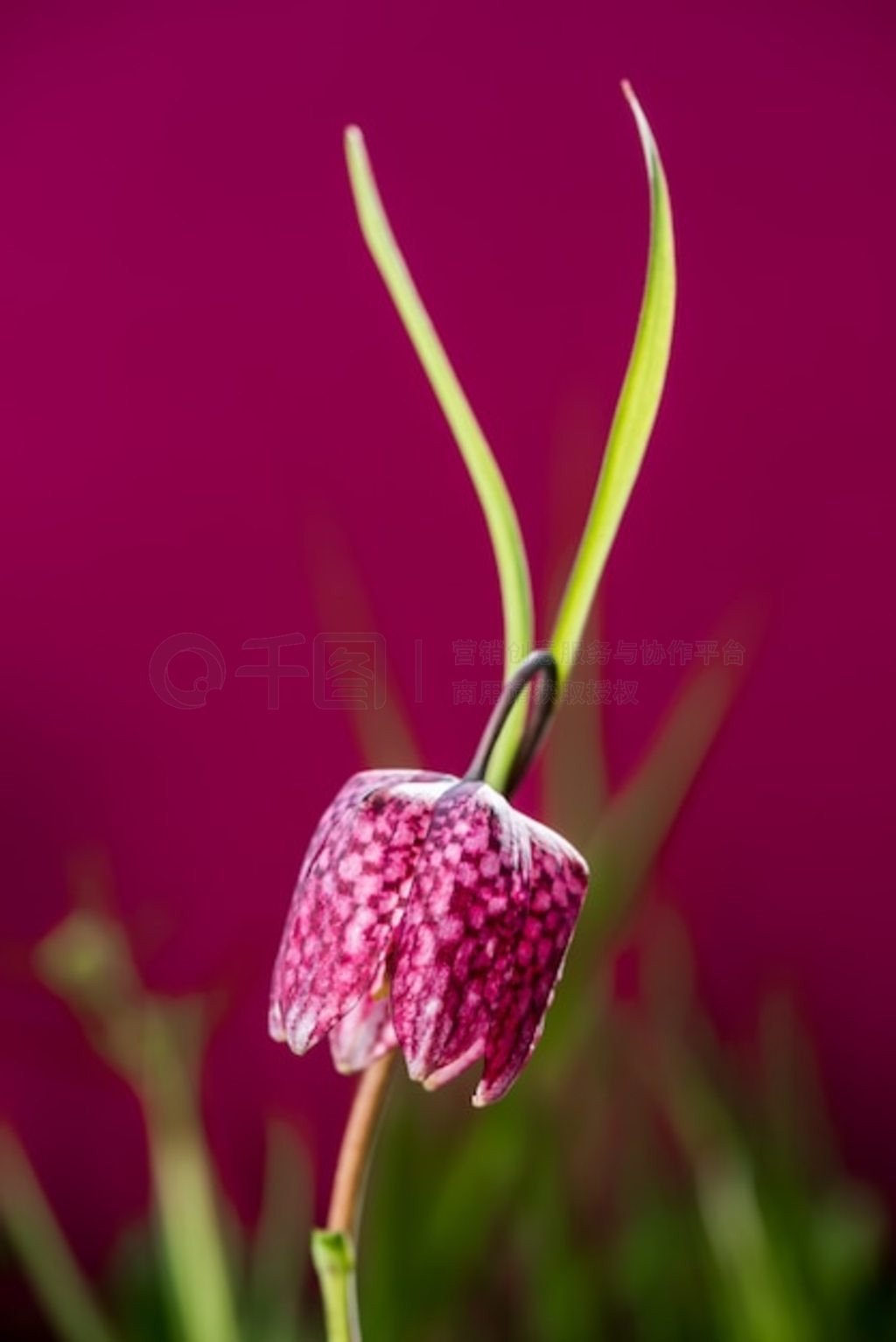 紺廨ںˮݵ顣ͷĸ (Fritillaria meleagris)