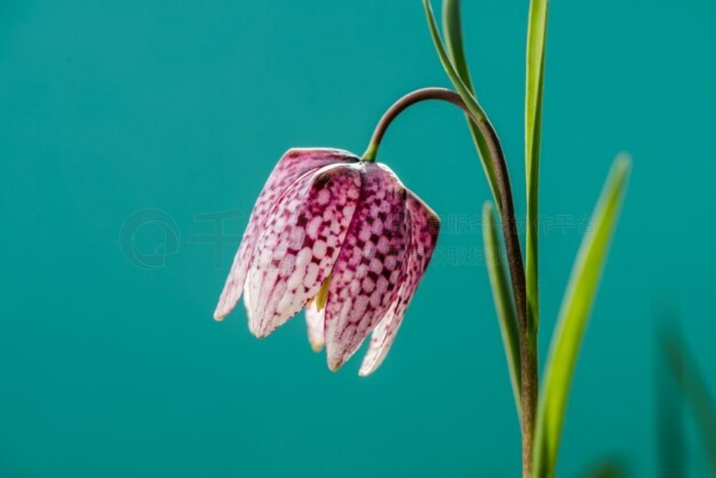 紺廨ںˮݵ顣ͷĸ (Fritillaria meleagris)