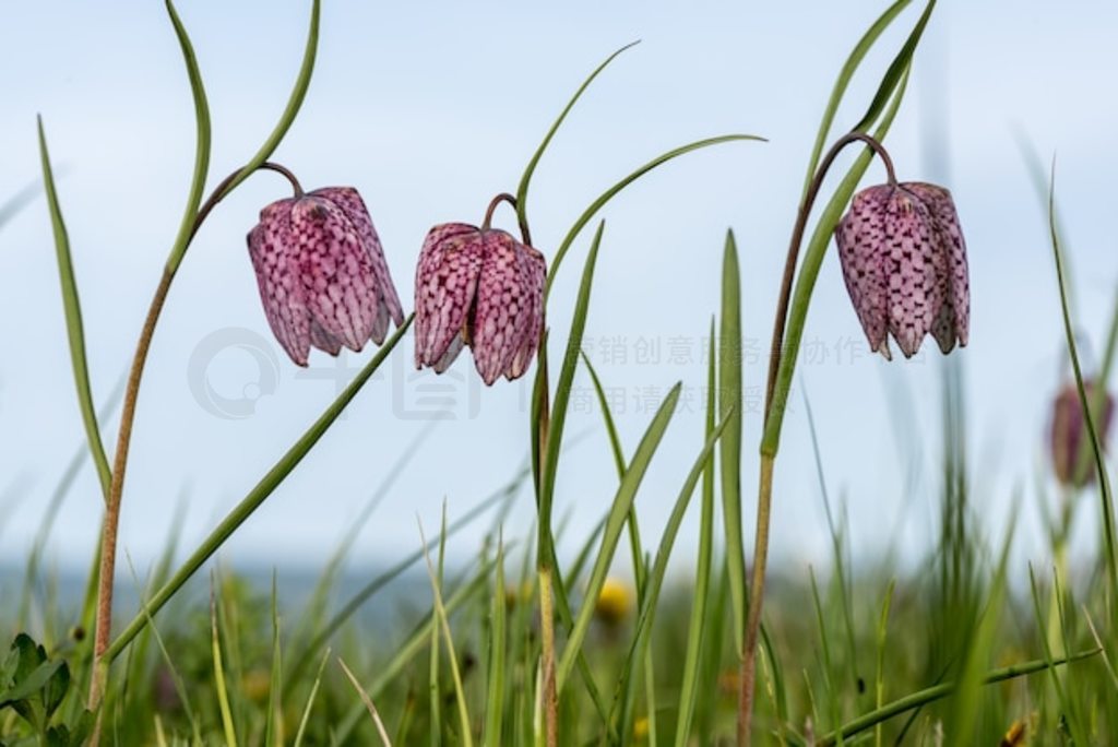 紺廨ںˮݵ顣ͷĸ (Fritillaria meleagris)