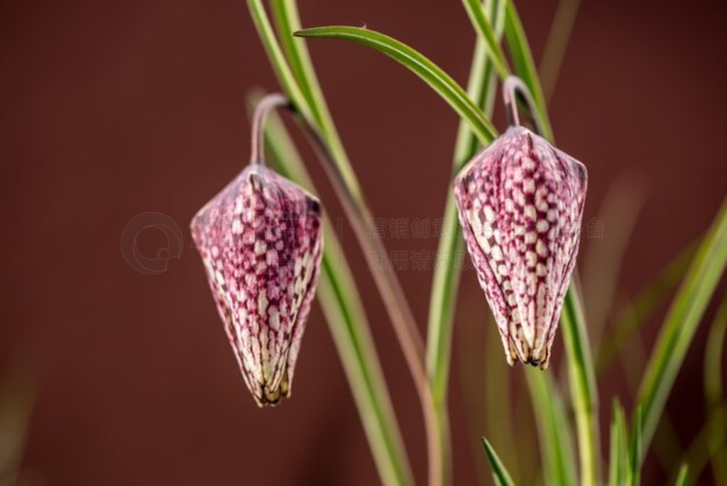 紺廨ںˮݵ顣ͷĸ (Fritillaria meleagris)