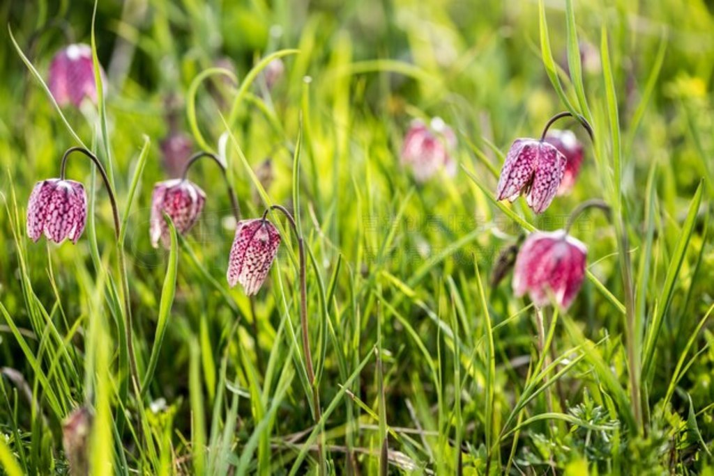 紺廨ںˮݵ顣ͷĸ (Fritillaria meleagris)