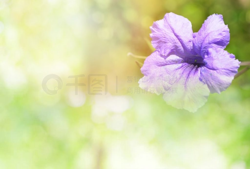 ɫȻ Ruellia tuberosa ɫ