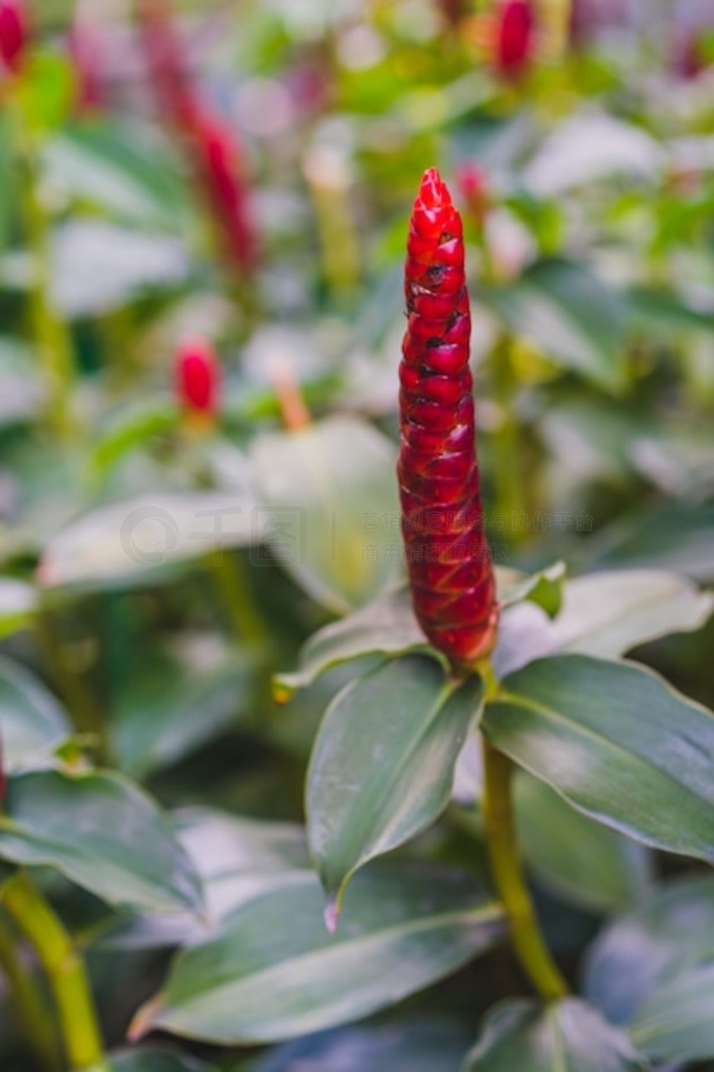 ԰ޱ컨Costus spiosus Smith