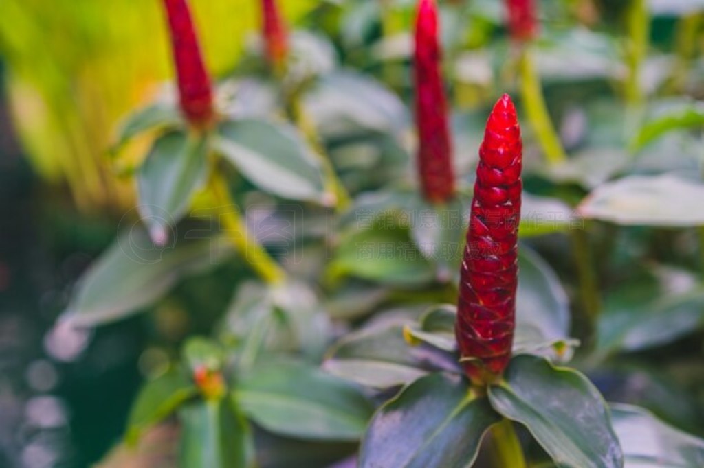 ԰ޱ컨Costus spiosus Smith