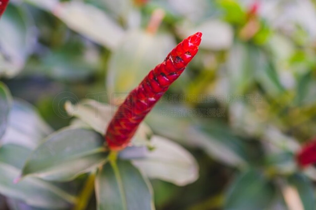 ԰ޱ컨Costus spiosus Smith