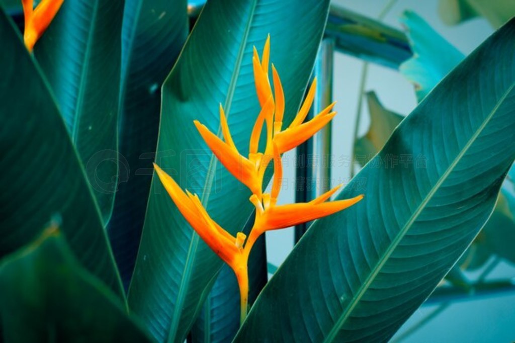 Heliconia psittacorum 滨Ҷ