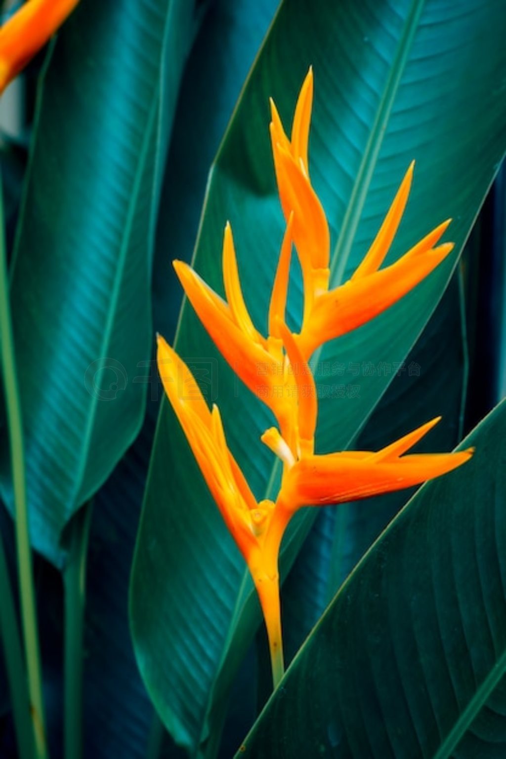 Heliconia psittacorum 滨Ҷ