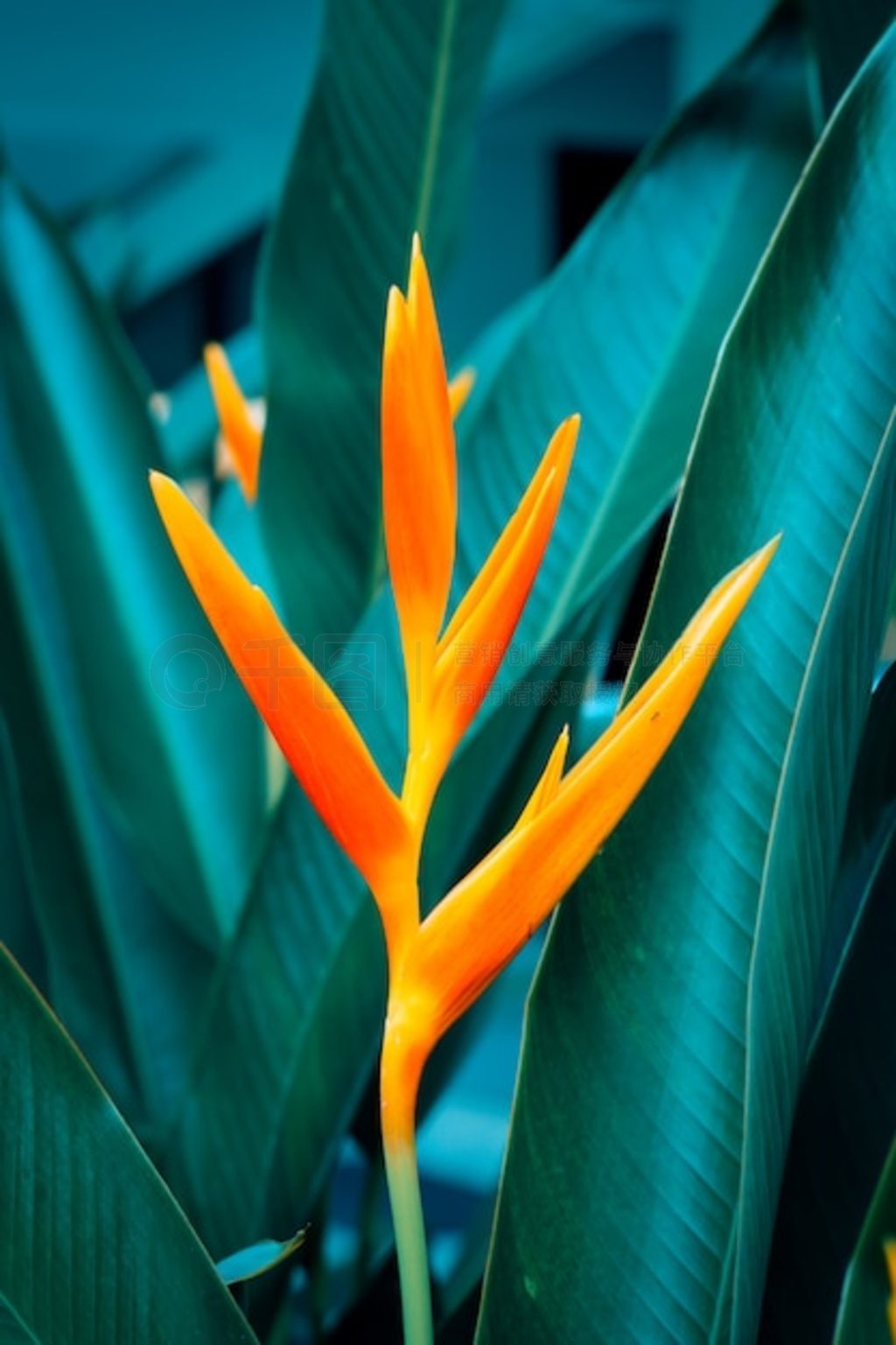 Heliconia psittacorum 滨Ҷ