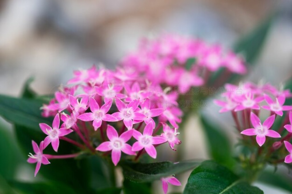 Pentas lanceolata 򰣼Żڻ԰ʢ