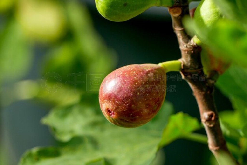 ޻Ficus carica֦ҶӺ͹ʵڲͬ׶