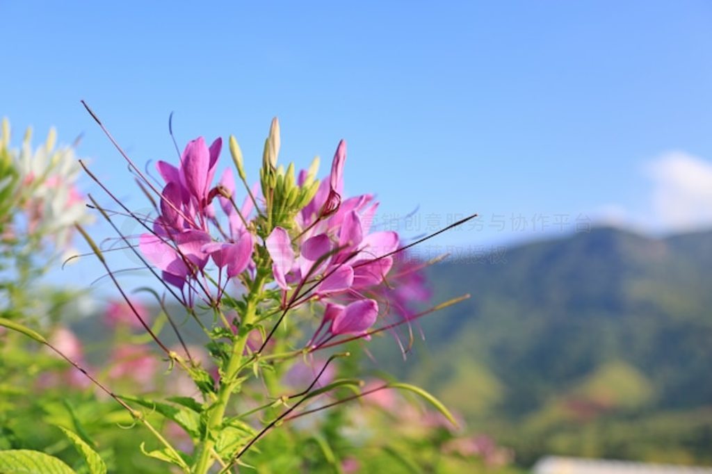 ɫ֩뻨Cleome spinosaļ԰ɽ졣