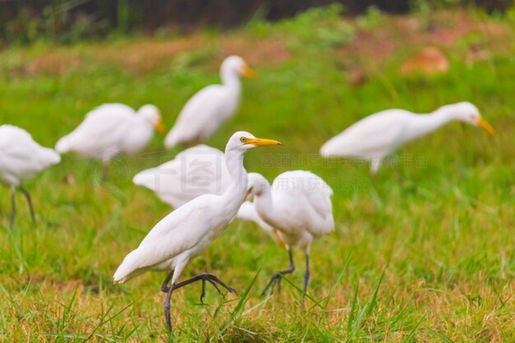 Ardea alba ȻĻʳ