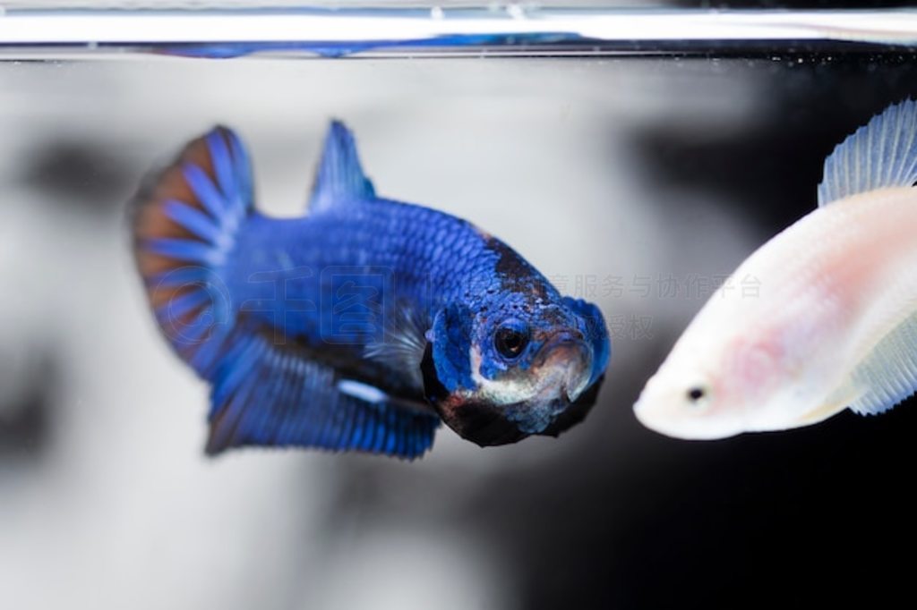  (Betta splendens) 