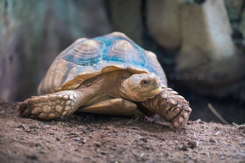 ޾꣨Geochelone sulcata