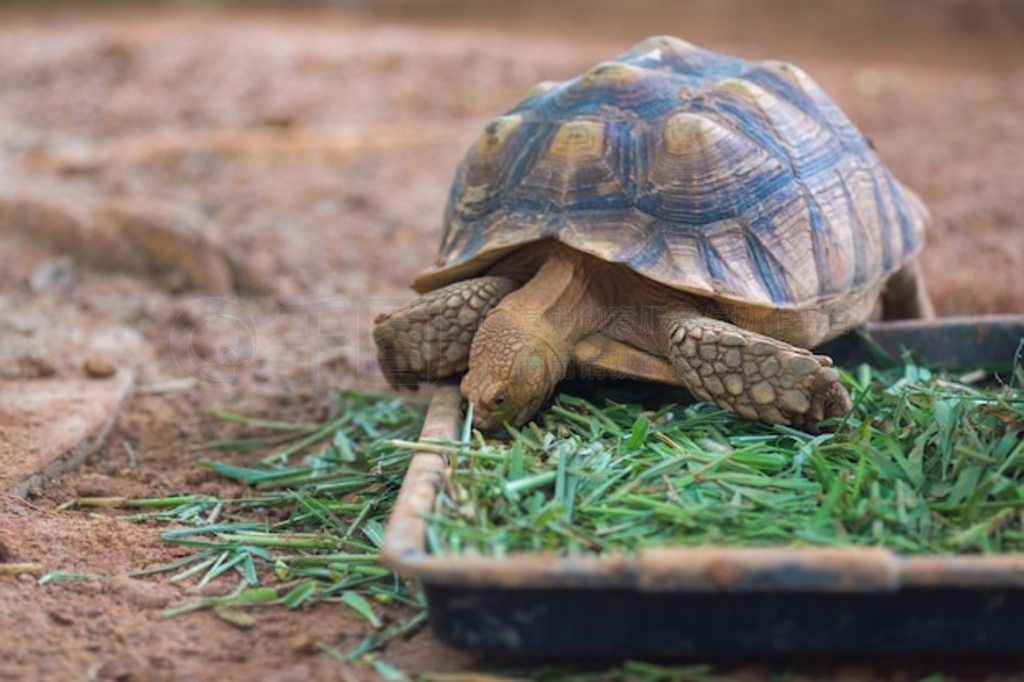 ޾ (Geochelone sulcata) Բ