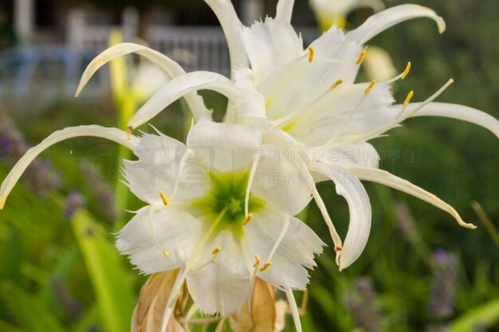 Pancratium maritimum, Nardo martimo