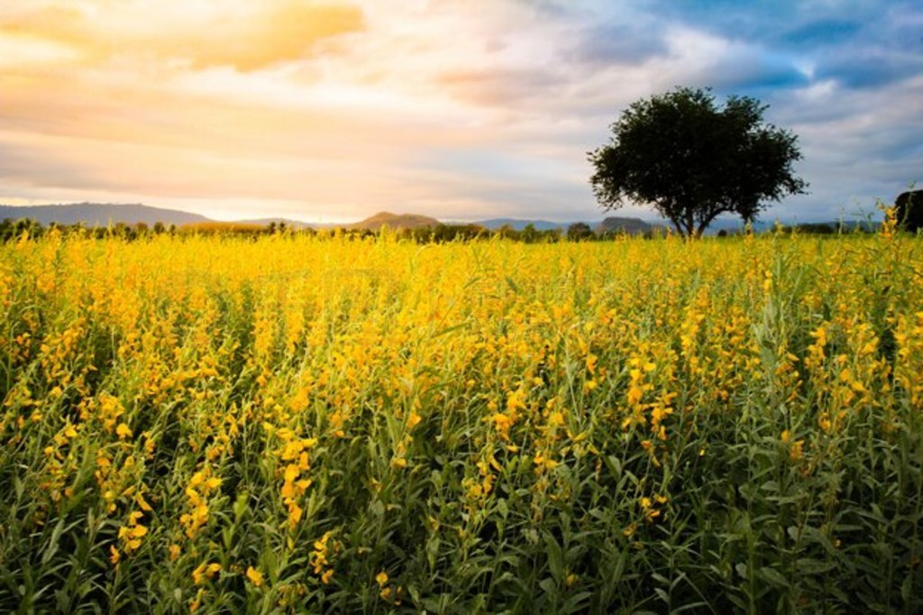 Sunhemp (Crotalaria juncea) ʱ̩