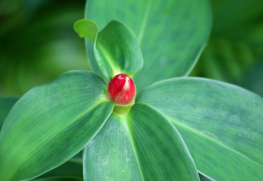 ̩ҶϷյĺ콪 Alpinia Purpurata 