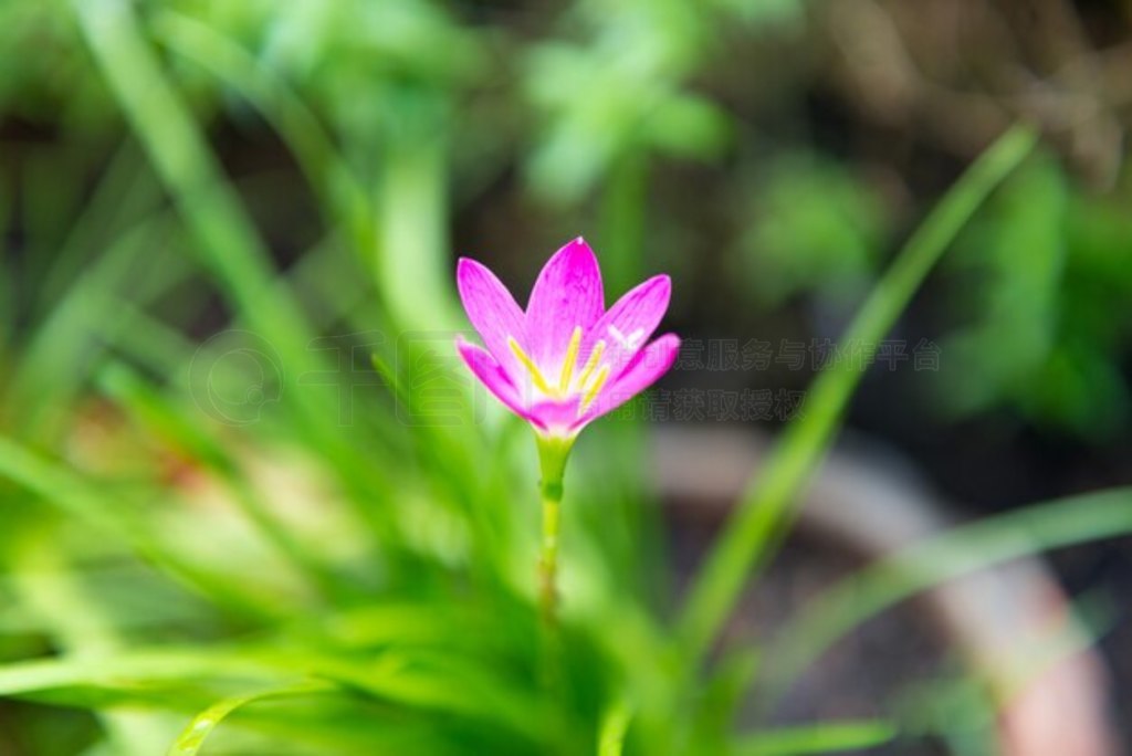 Zephyranthes ٺһķۺɫ