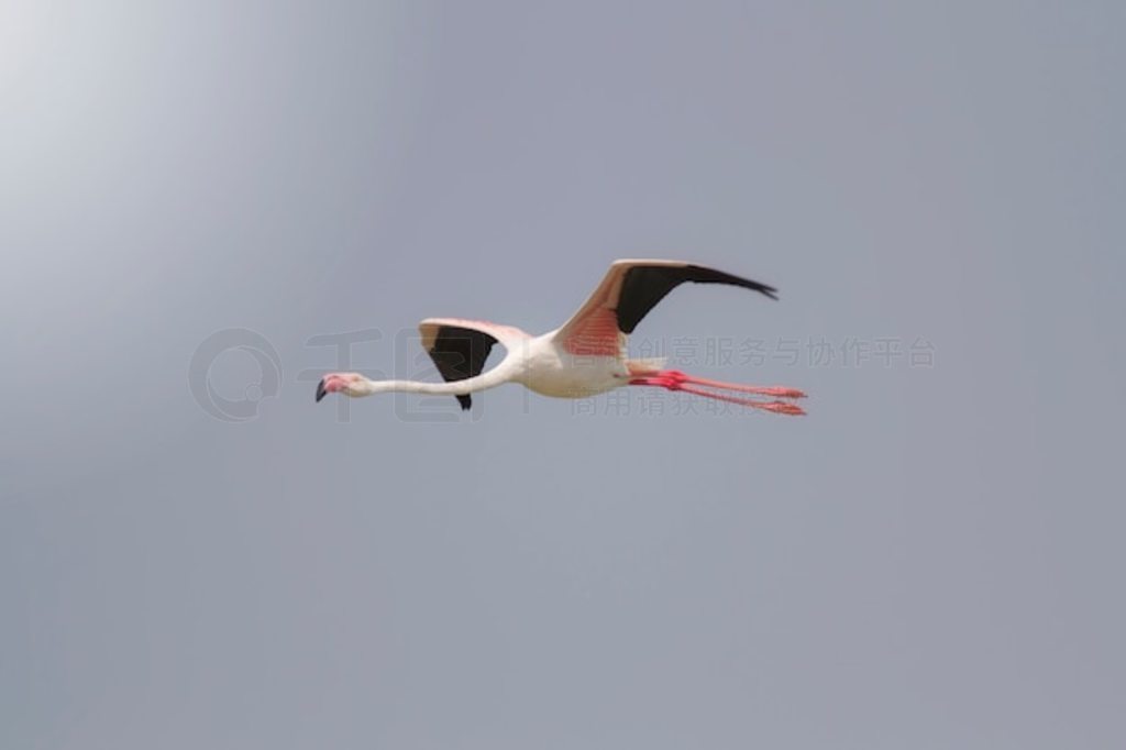 ¶վںе񣬴Phoenicopterus ruber