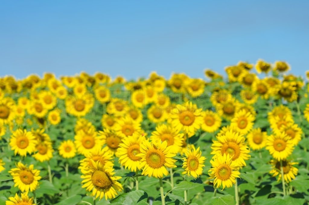 տHelianthus annuusտտм