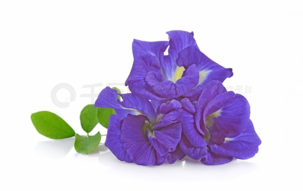 ɫϹ Clitoria ternatea  Aparajita 