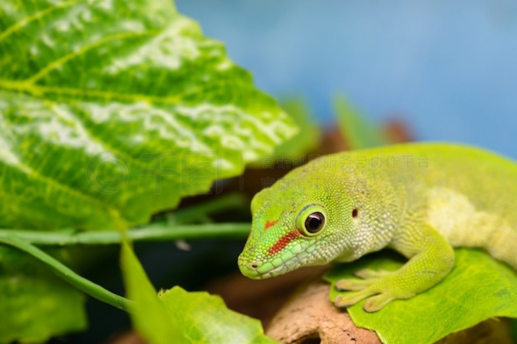 һֻɫڻPhelsuma grandisעš