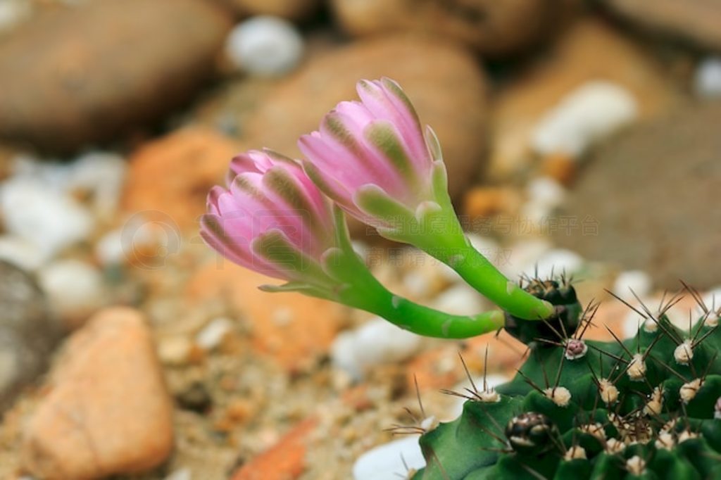 ĴȻе Sulcorebutia Gerosenilis